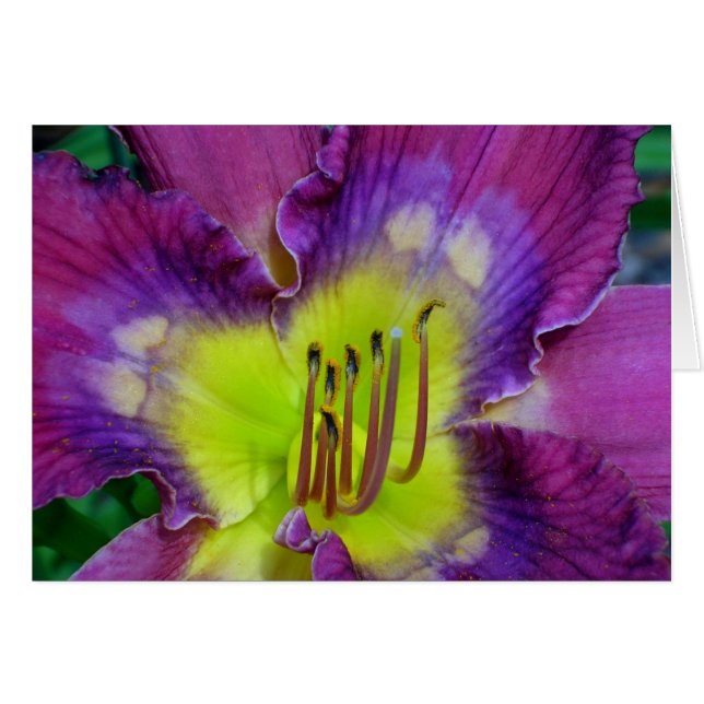 Daylily 'Nick de Time (Anverso (Horizontal))