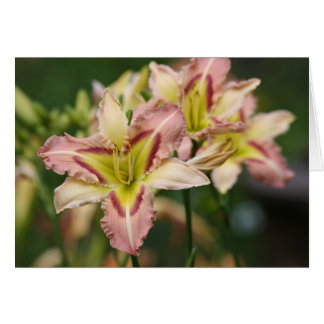Daylily 'Pesadísima mariposa rosa