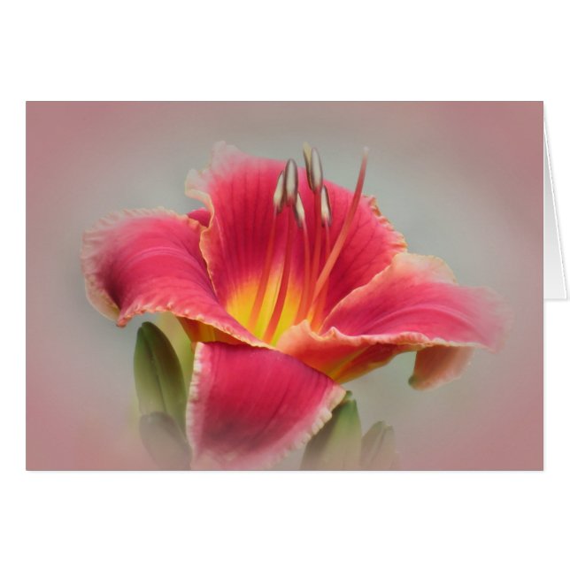 Daylily Rubor (Anverso (Horizontal))