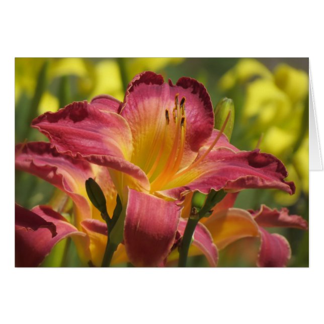 Daylily Sheik (Anverso (Horizontal))