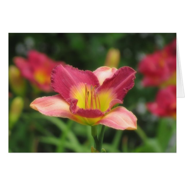 Daylily Vision - Old King Cole Daylily (Anverso (Horizontal))