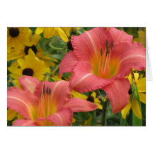 Daylily y Rudbeckia Combo