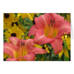 Daylily y Rudbeckia Combo