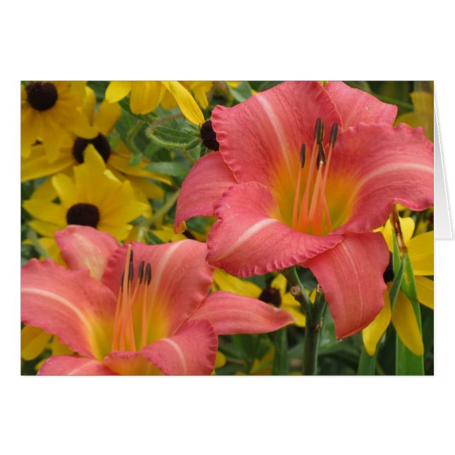 Daylily y Rudbeckia Combo (Anverso (Horizontal))