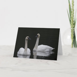De Agradecimiento Bellos Cisnes Anacortes Gracias Tarjeta