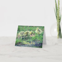 Canadá Goma Bebés Naturaleza Gracias Tarjeta