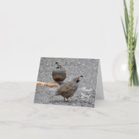 Gracias tarjeta con California Quail bird
