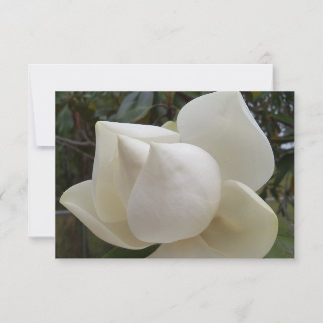 De Agradecimiento Gracias tarjeta con flor Magnolia blanca (Anverso)
