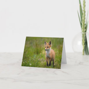 De Agradecimiento Red Fox Kit En Tarjeta Grassy Meadow
