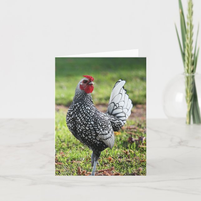 De Agradecimiento Rooster, tarjeta en blanco (Anverso)