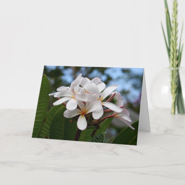 De Agradecimiento Tarjeta blanca del Plumeria (Anverso)