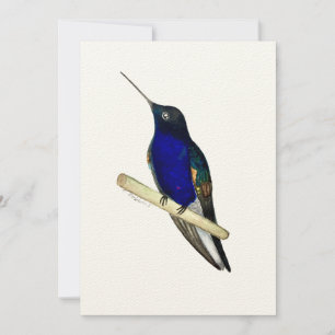 De Agradecimiento Tarjeta Coronet Hummingbird