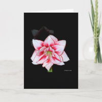Tarjeta del Amaryllis
