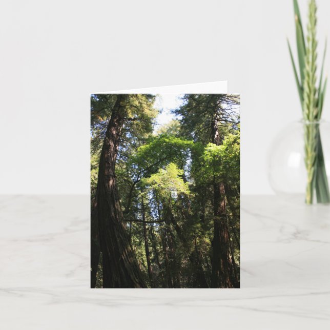 De Agradecimiento Tarjeta en blanco, Muir Woods (Anverso)