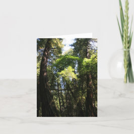 De Agradecimiento Tarjeta en blanco, Muir Woods