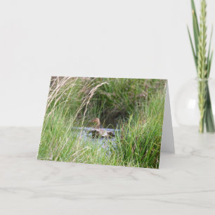 De Agradecimiento Tarjeta en blanco, pato