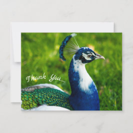 De Agradecimiento Tarjeta Funky Peacock Flat