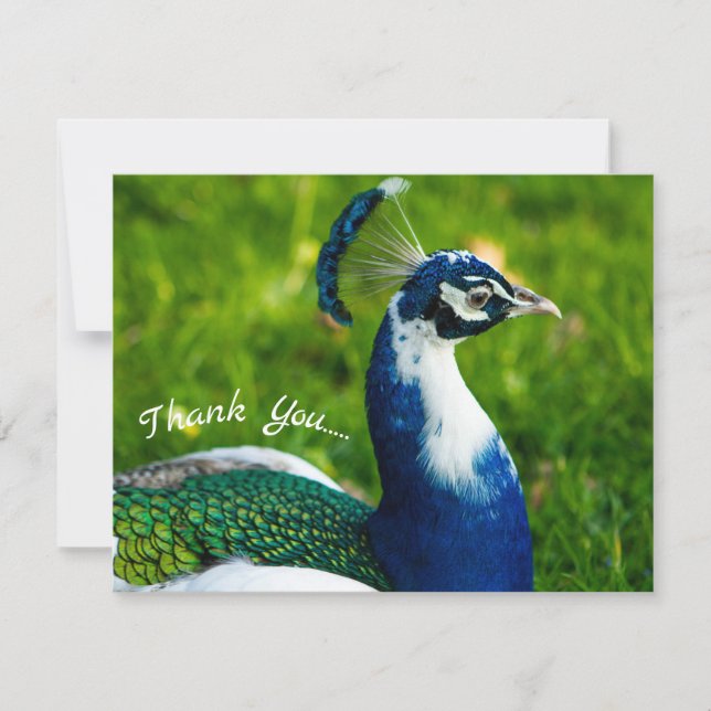 De Agradecimiento Tarjeta Funky Peacock Flat (Anverso)