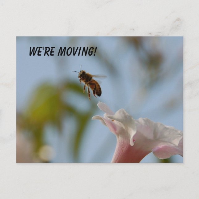 De Anuncios Estamos moviendo la postal (Anverso)