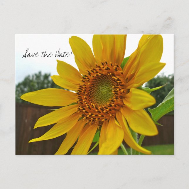 De Anuncios Guardar la postal Date Sunflower (Anverso)