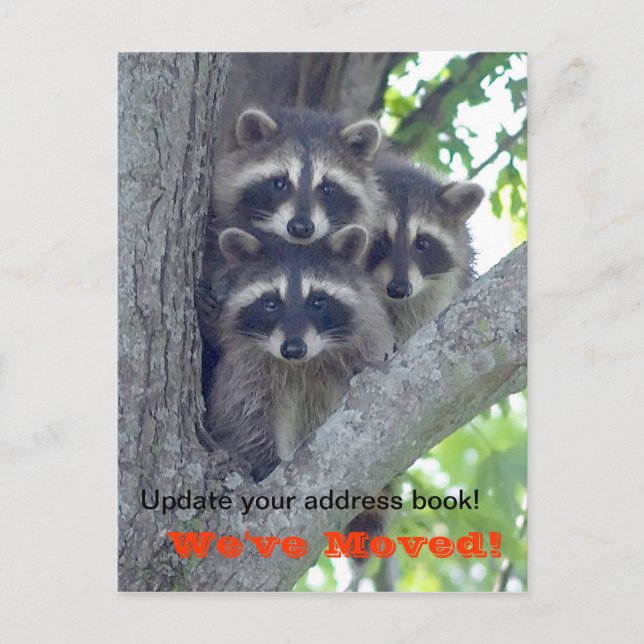 De Anuncios Hemos movido la postal (Raccoons en el árbol) (Anverso)