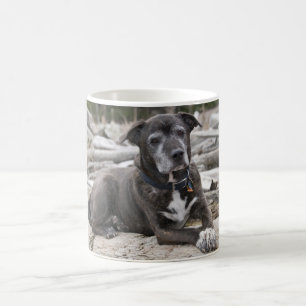 De Café American Staffordshire Terrier - Taza