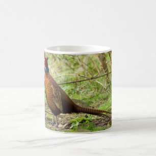 De Café Faisán - taza salvaje del faisán
