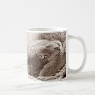 De Café Platee la taza del gato