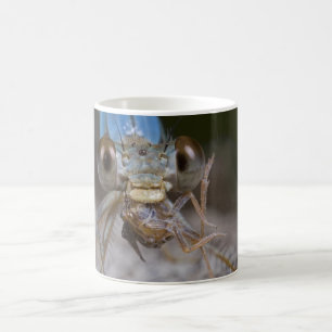 De Café Taza asustadiza del Damselfly