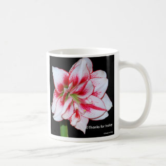 De Café Taza del Amaryllis