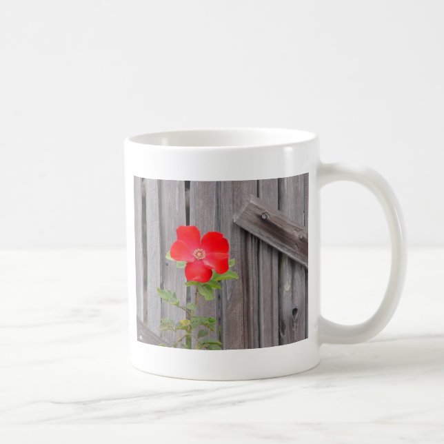 De Café taza del carmel (Derecha)