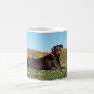 De Café Taza del Doberman