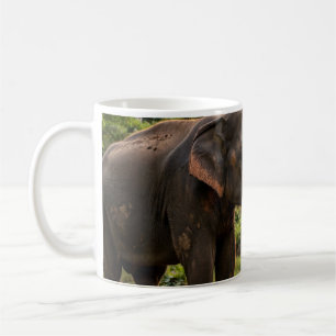 De Café Taza del elefante del Parque Nacional Yala - Fauna