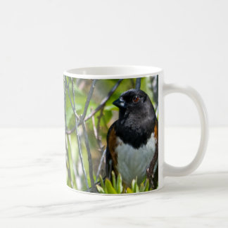 De Café Taza del este del Towhee