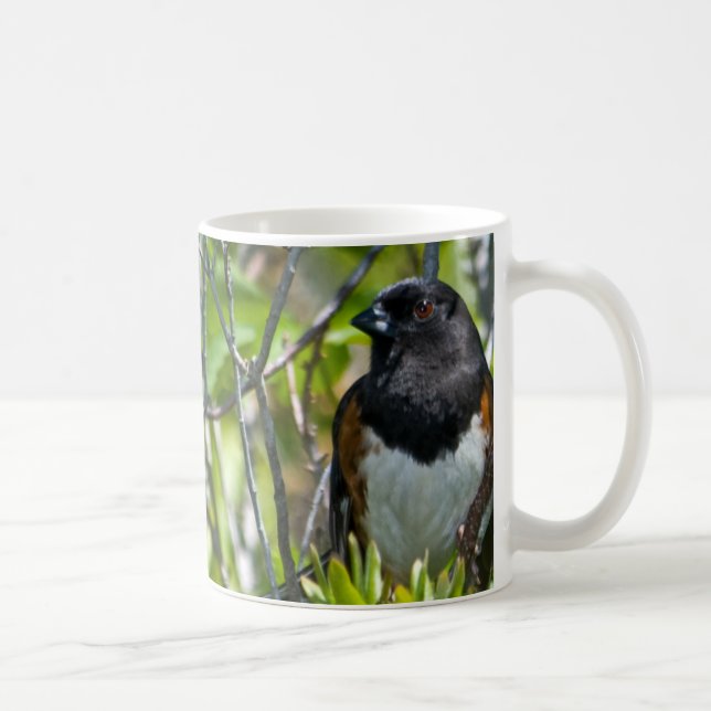 De Café Taza del este del Towhee (Derecha)