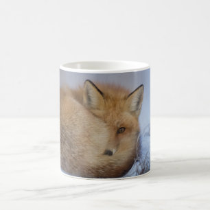 De Café Taza del Fox, taza astuta, zorros, naturaleza,