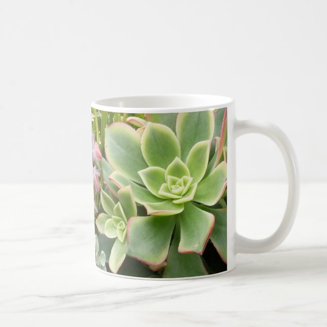 De Café Taza suculenta del jardín (Derecha)