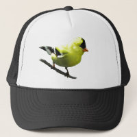 Gorra del Goldfinch