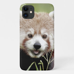 Para iPhone 11 Funda Foto panda roja, panda roux , animales.
