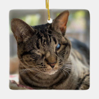 De Cerámica Adorno del gato ciego Hubble