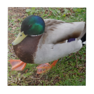 De Cerámica Azulejo Fotográfico Cerámico Pato Pequeño (10,8 cm