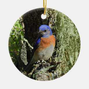 De Cerámica Pájaro azul occidental, vida silvestre, adorno