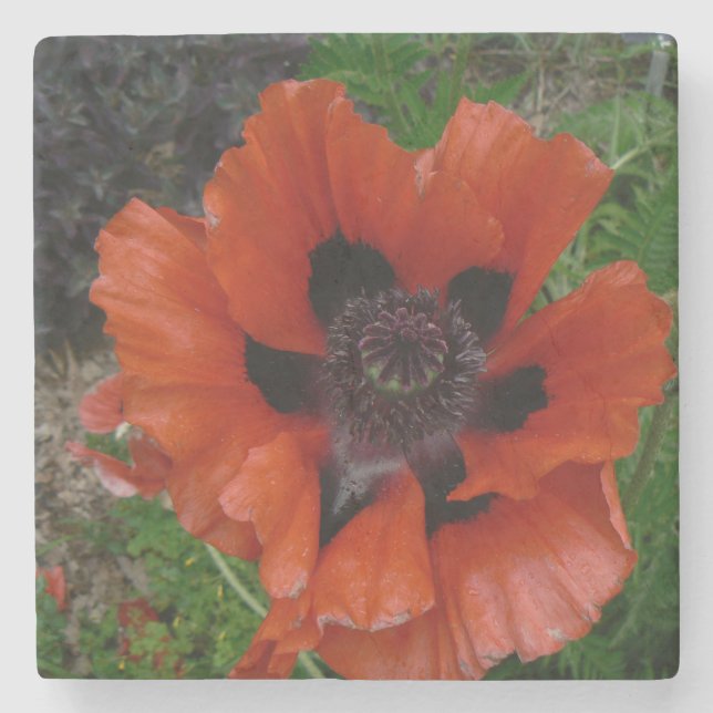 De Piedra amapola oriental posavasos (Anverso)
