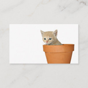 De Presentación Plante alguna tarjeta del perfil del amor