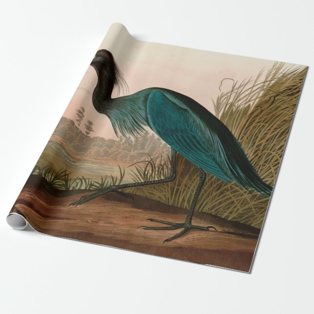 De Regalo Papel Audubon azul o garza perón en Estados Unidos (Desenrollado)