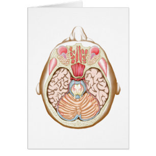 De sección transversal del Midbrain