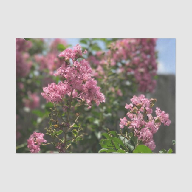 De Seda Crepe Myrtle papel tisular (Anverso)