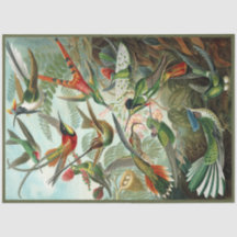 Hummingbird Ernst Haeckel Papel del tapón