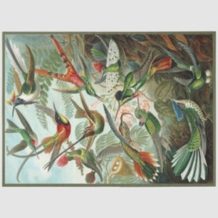 De Seda Hummingbird Ernst Haeckel Papel del tapón
