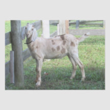 Papel Cute Spots Floppy Earat Tejido